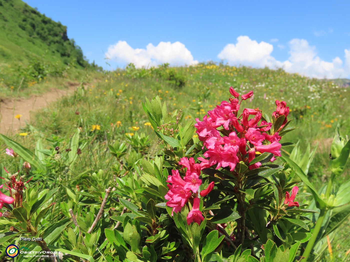 60 Rhododendron ferrugineum (Rododendro rosso) con Corna Piana.JPG